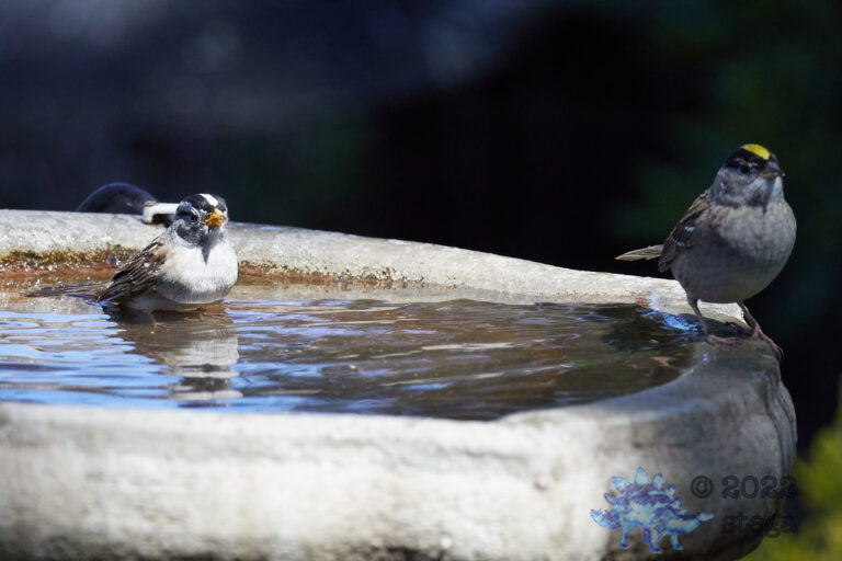Bathing Sparrows