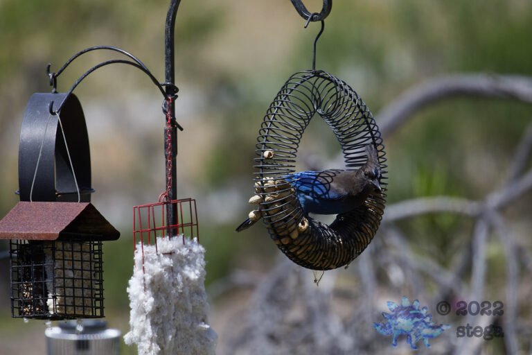 Steller’s Jay