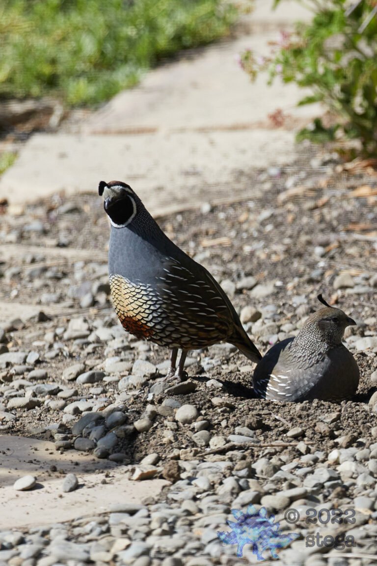 California Quail