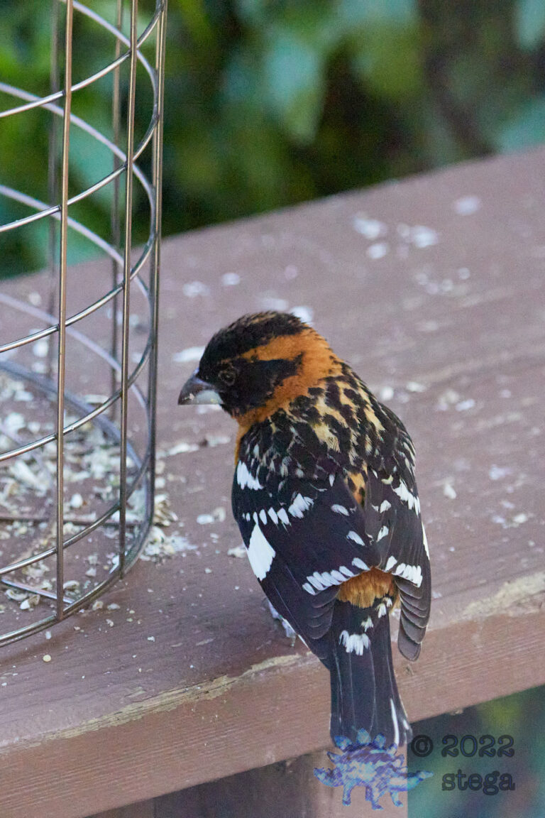 Black-Headed Grosbeak