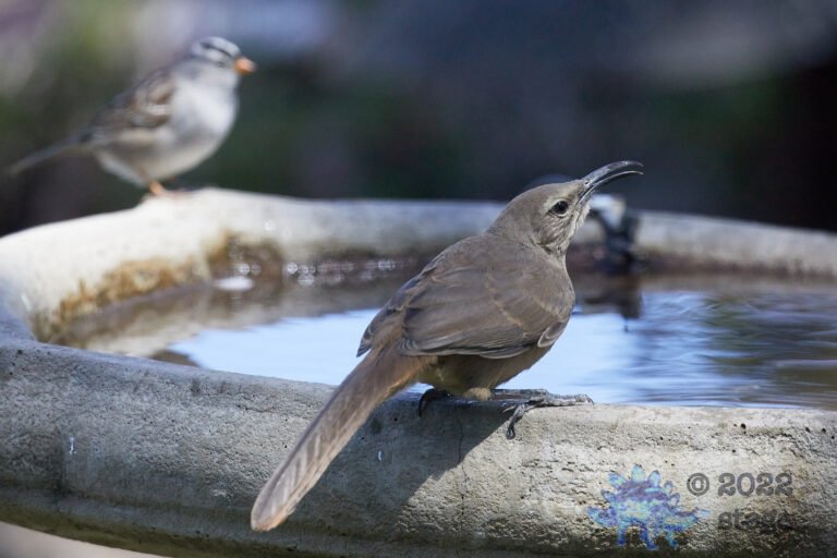 California Thrasher