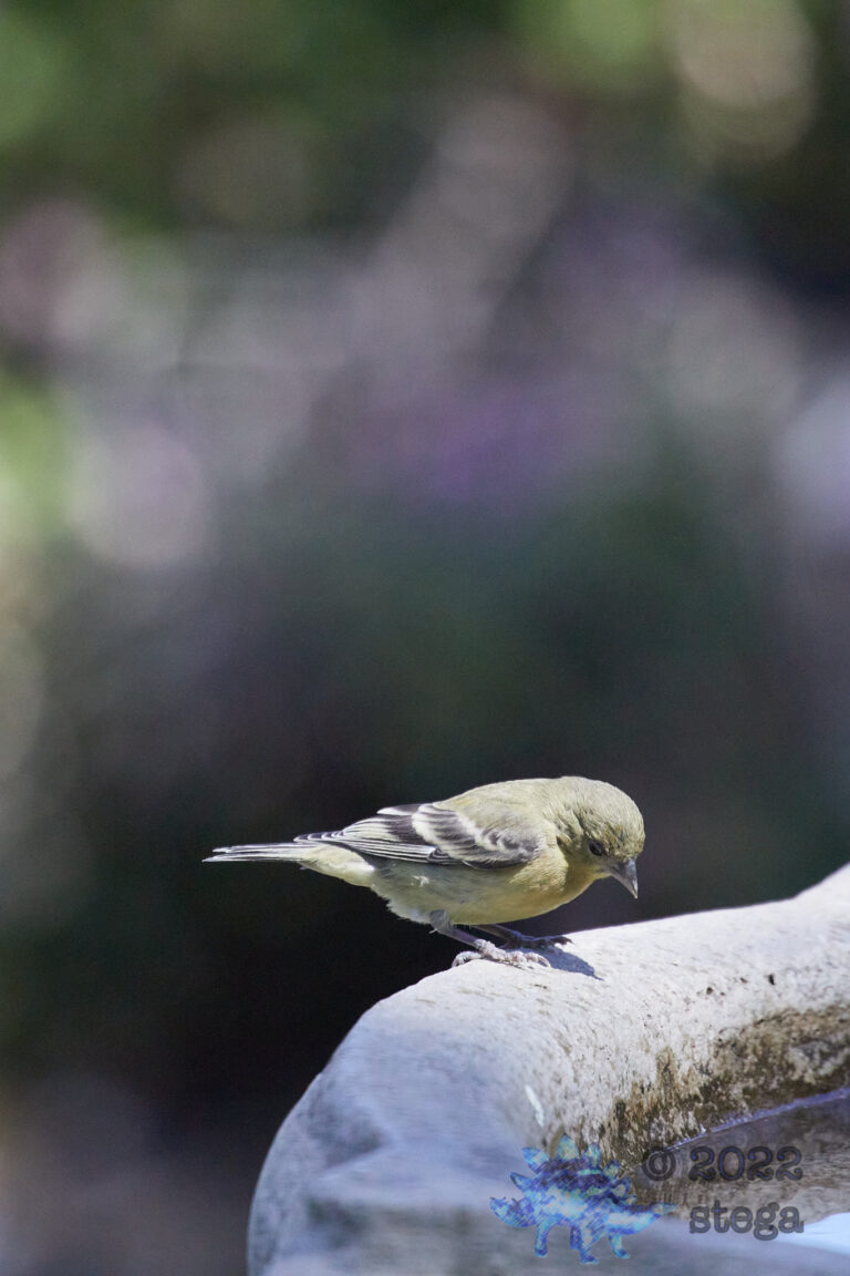 Lesser Goldfinch