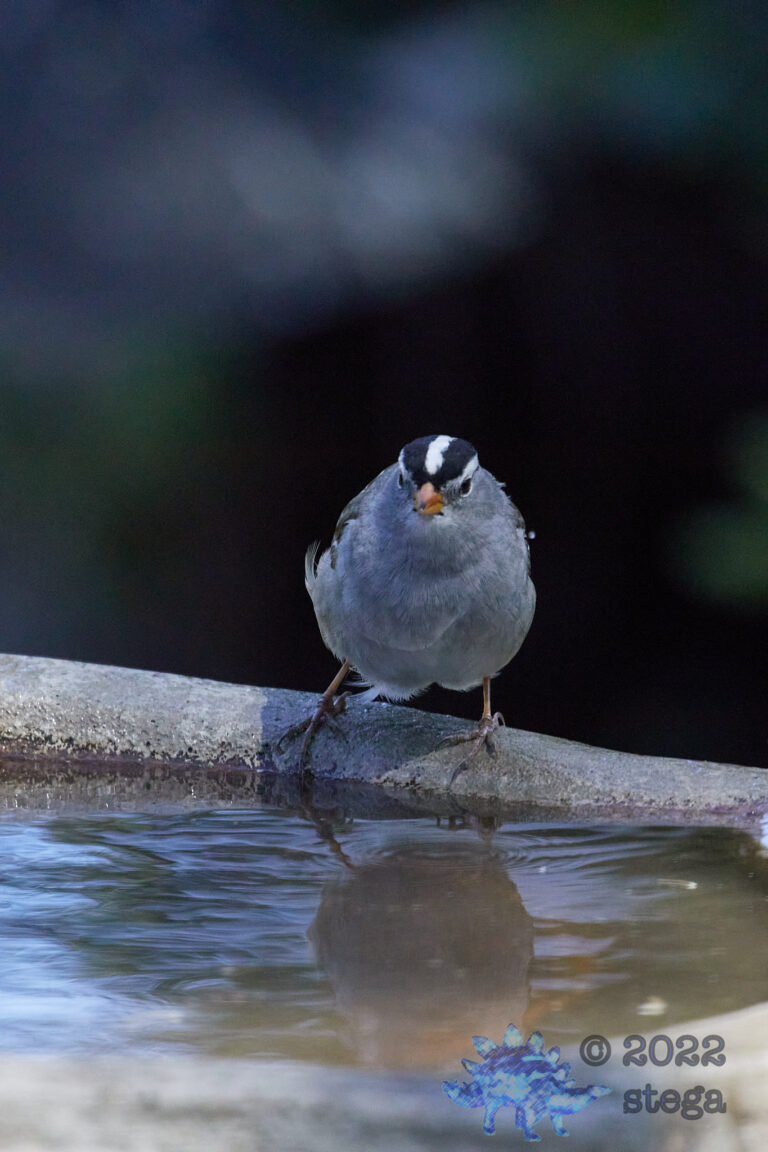 White-Crowned Sparrow