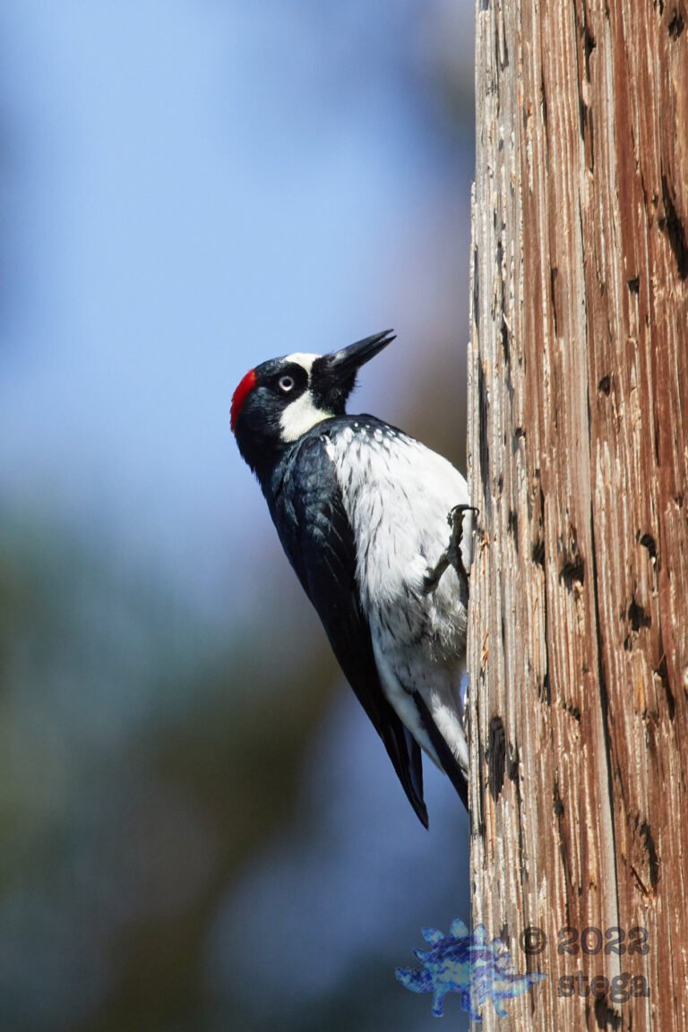Acorn Woodpecker