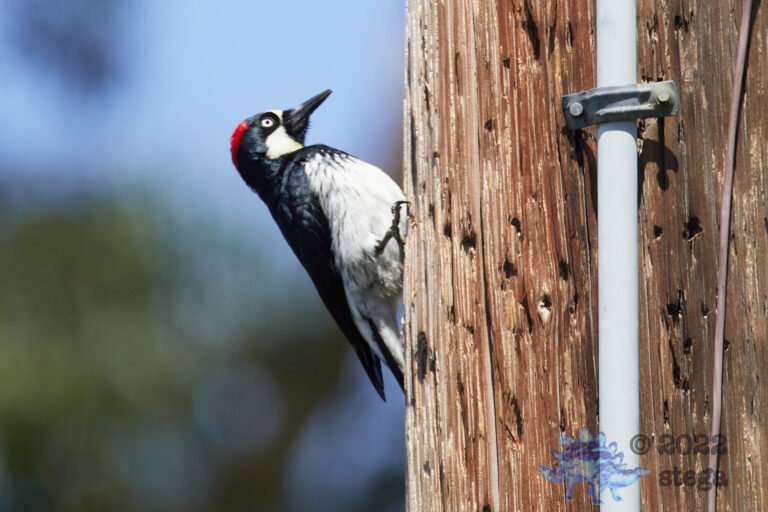 Acorn Woodpecker