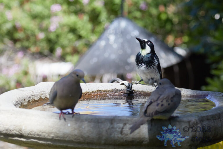 Dove and Woodpecker