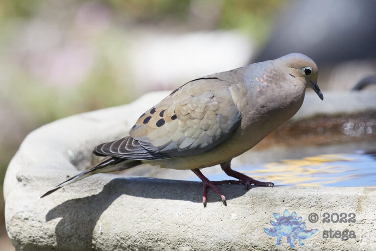 Mourning Dove
