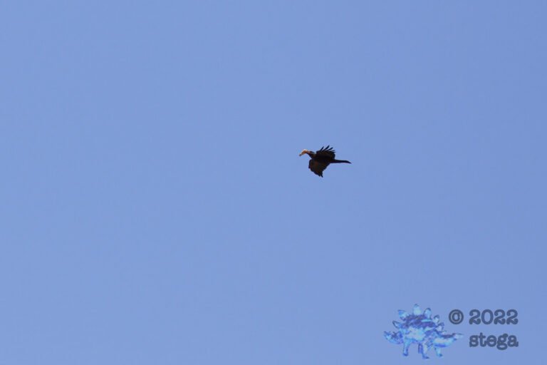 Raven