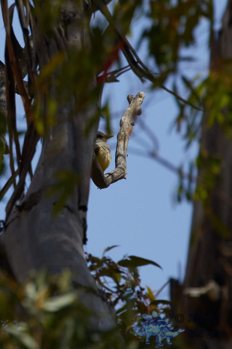 Say’s Phoebe