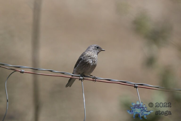 Western Bluebird