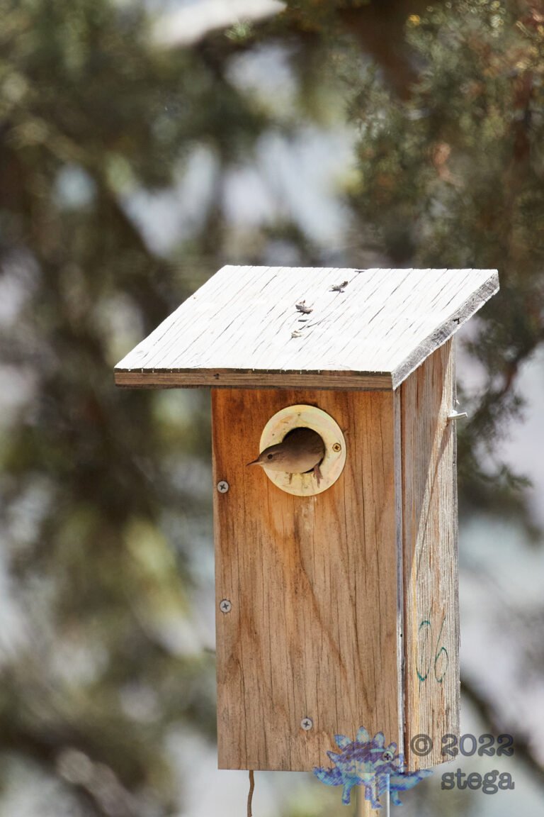 House Wren