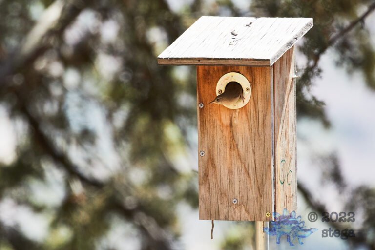 House Wren