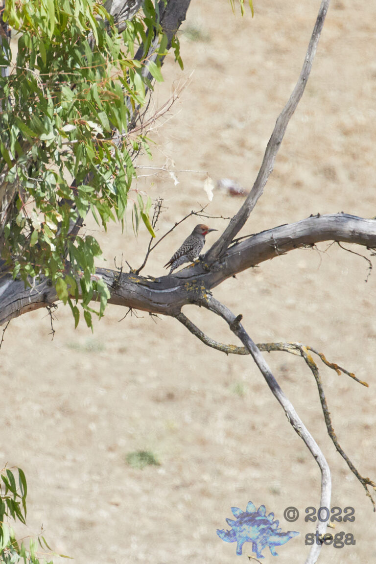 Northern Flicker