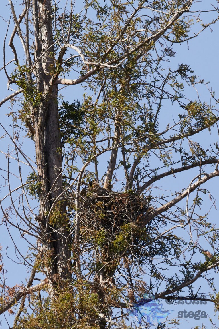 Red-Tailed Hawk