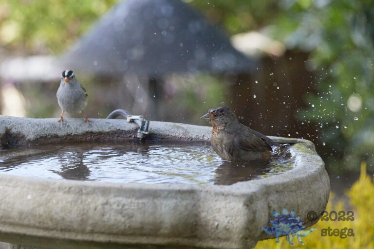 California Towhee and Friend