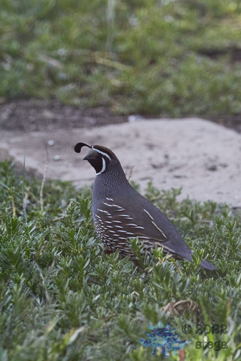 California Quail