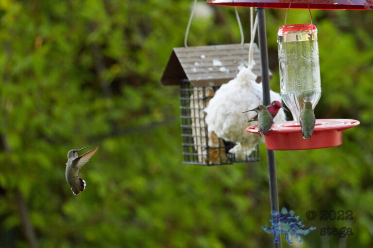 Anna’s Hummingbird