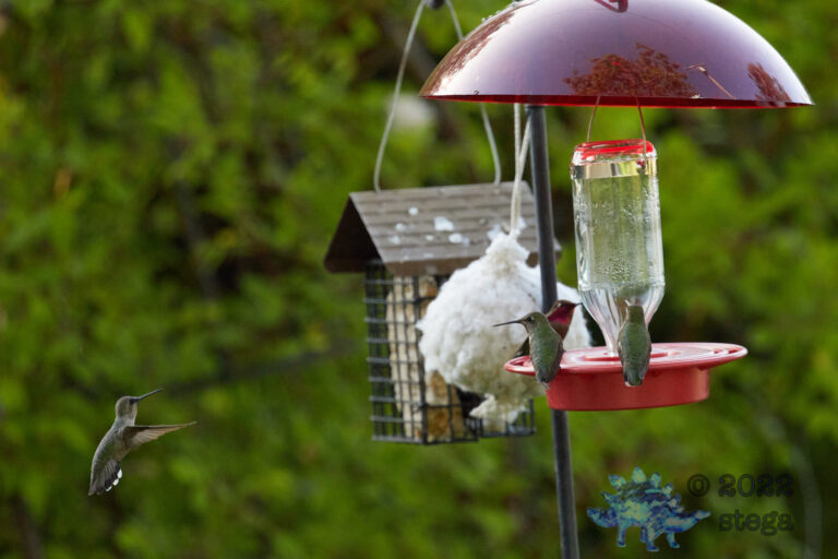 Anna’s Hummingbird