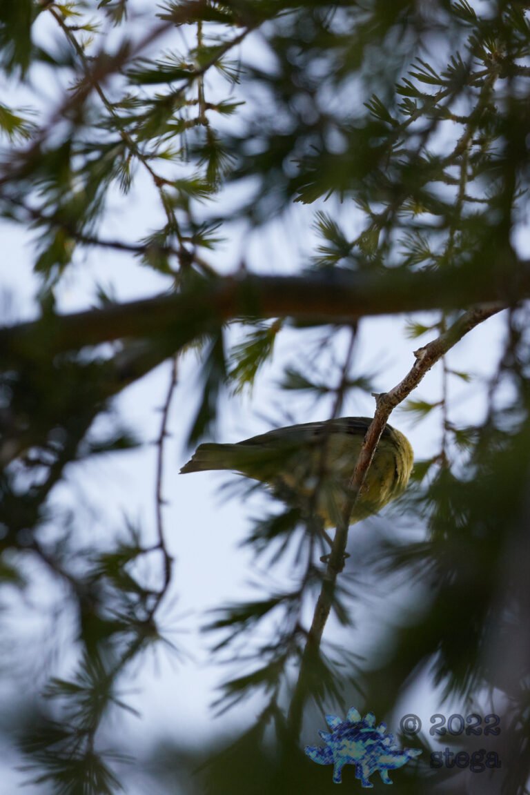 Hooded Oriole Butt