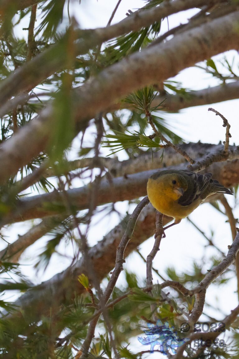 Upside Down Hooded Oriole