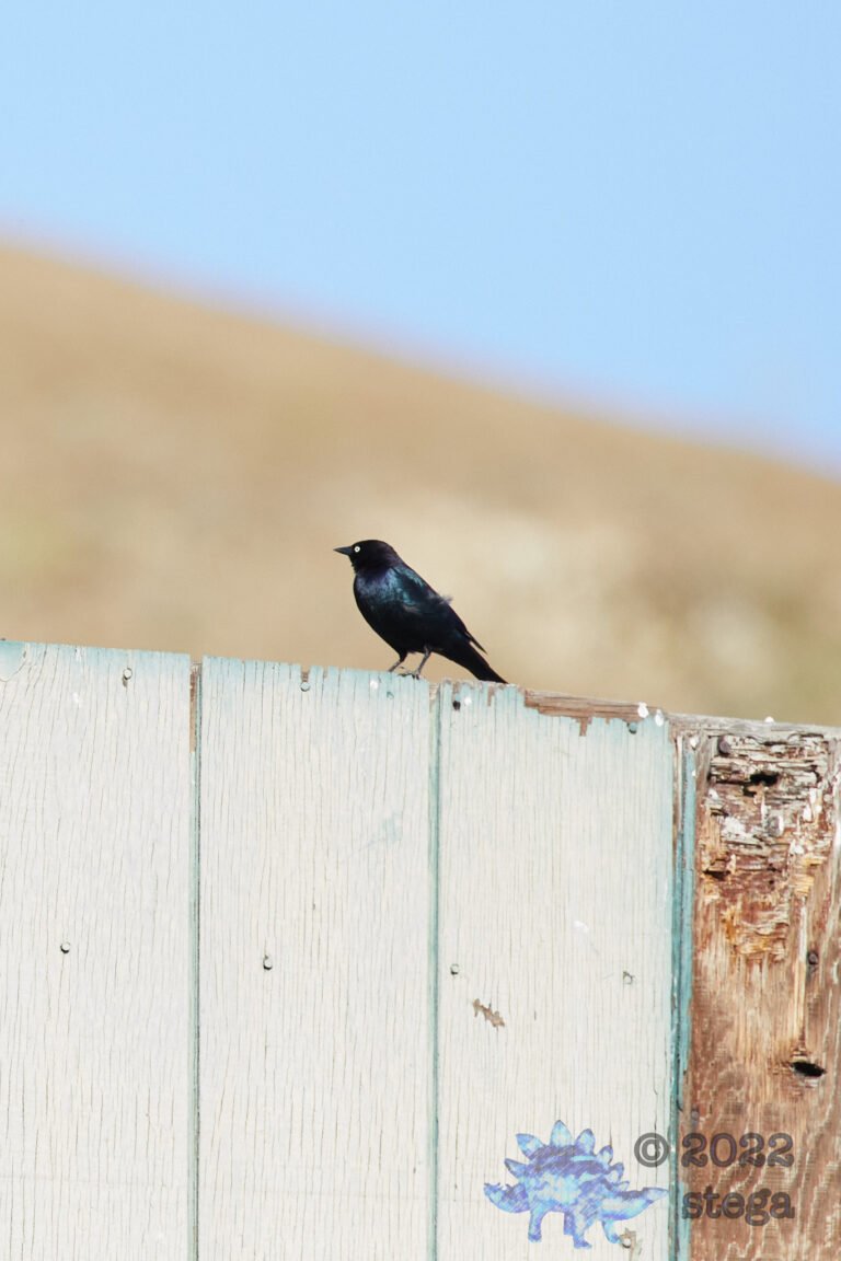 European Starling