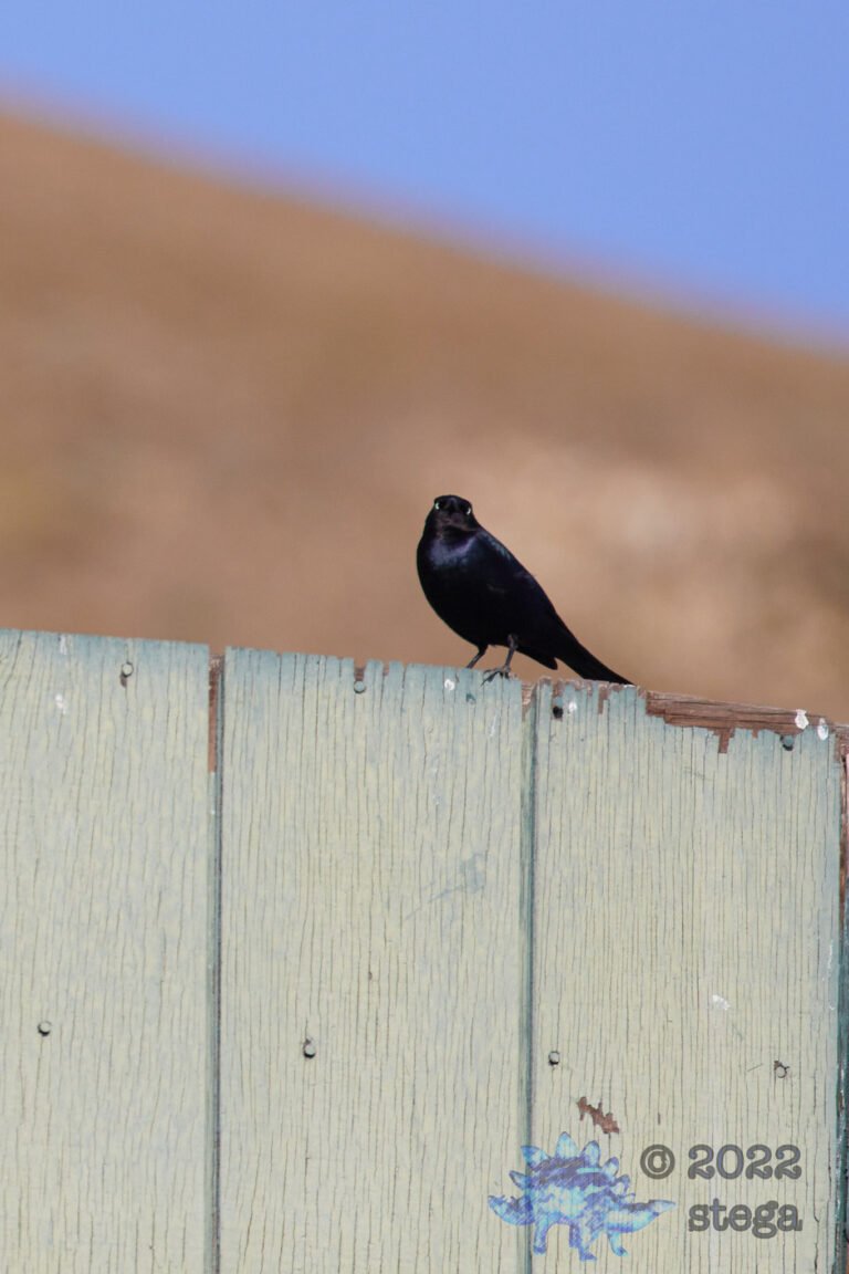 European Starling