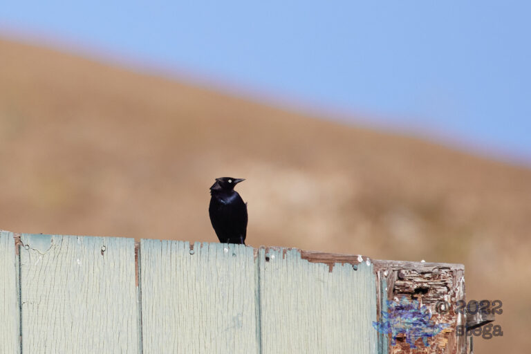 European Starling