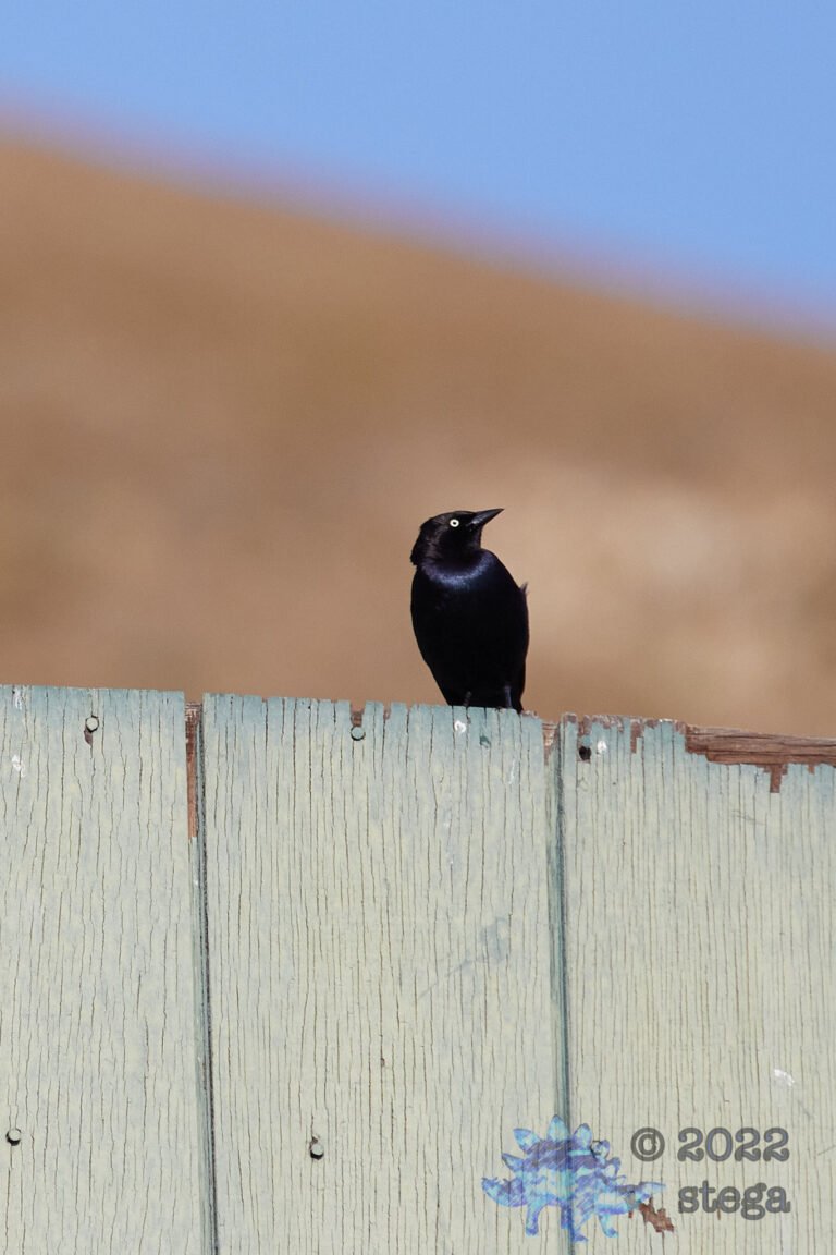 European Starling