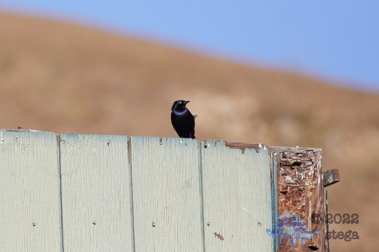 European Starling