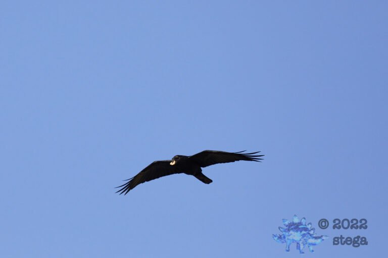Raven