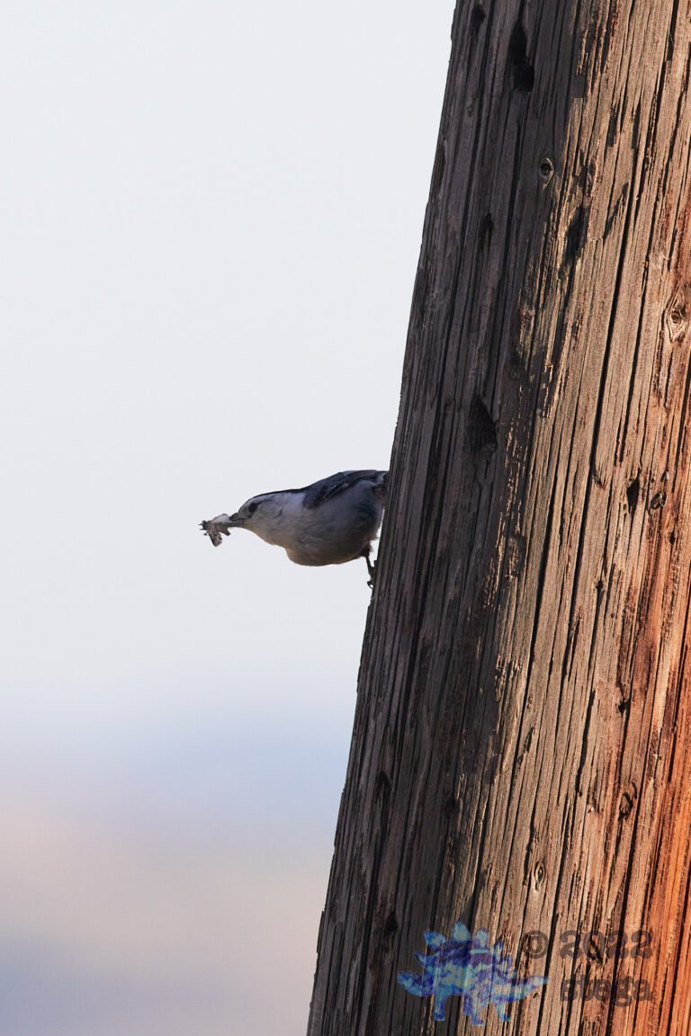 White Breasted Nuthatch