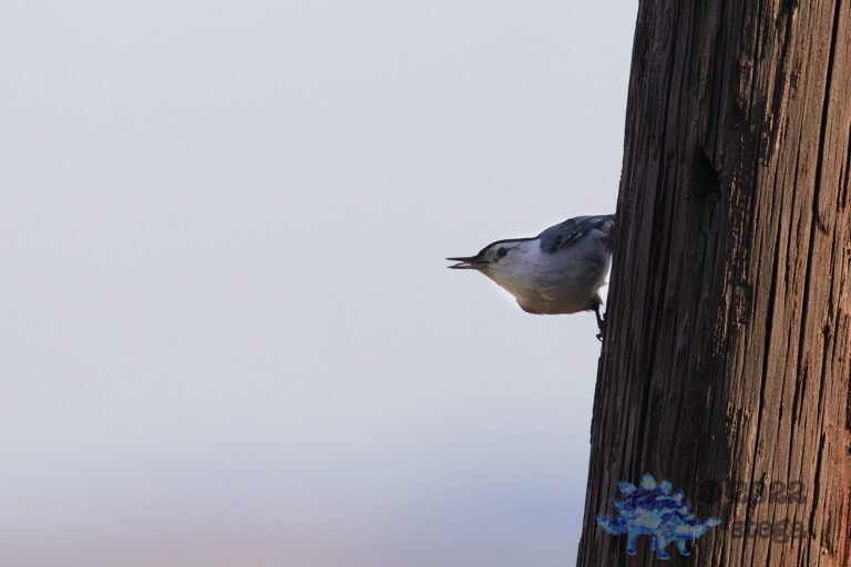 White Breasted Nuthatch