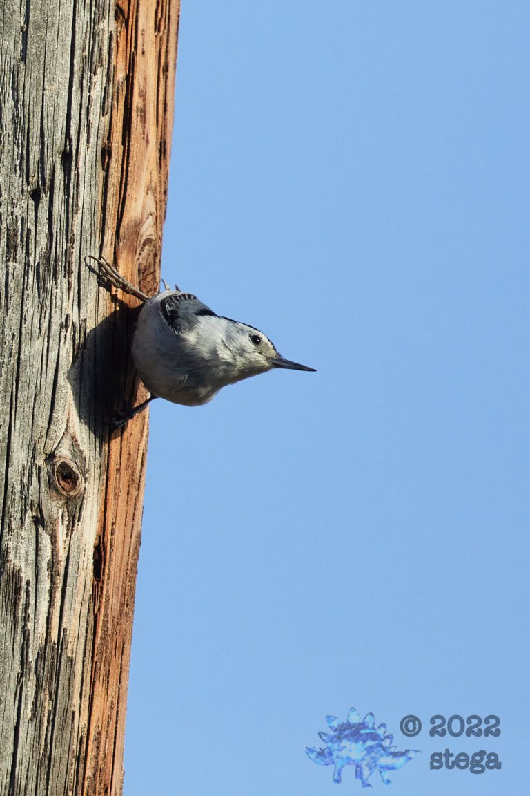 White Breasted Nuthatch