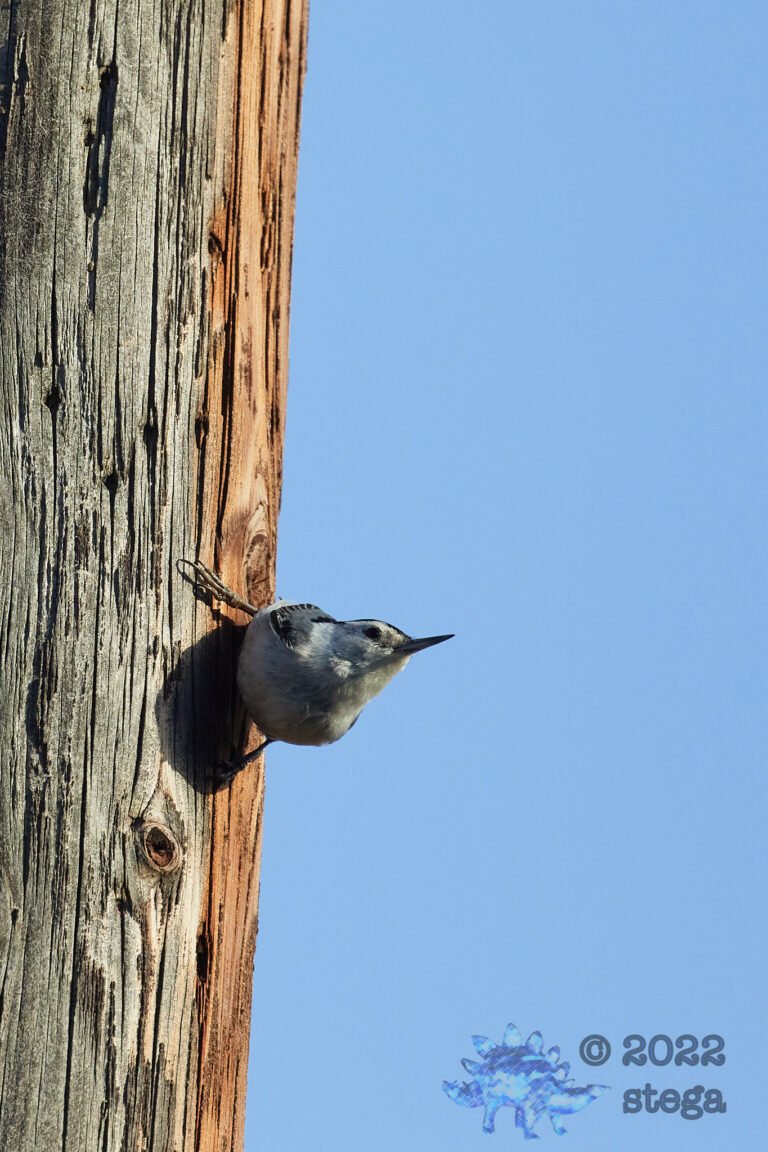 White Breasted Nuthatch