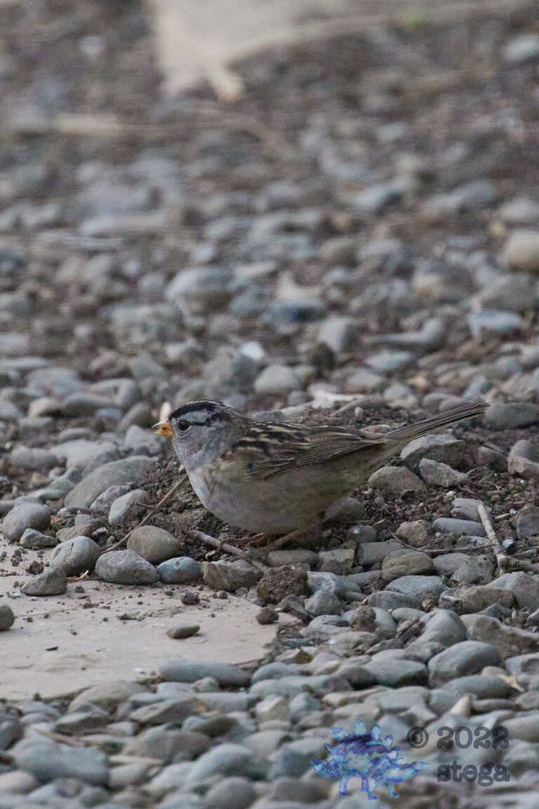 White-Crowned Sparrow