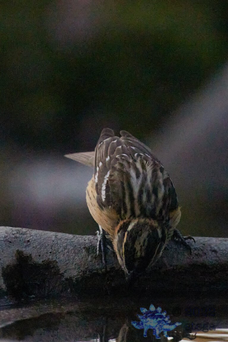 Black-Headed Grosbeak