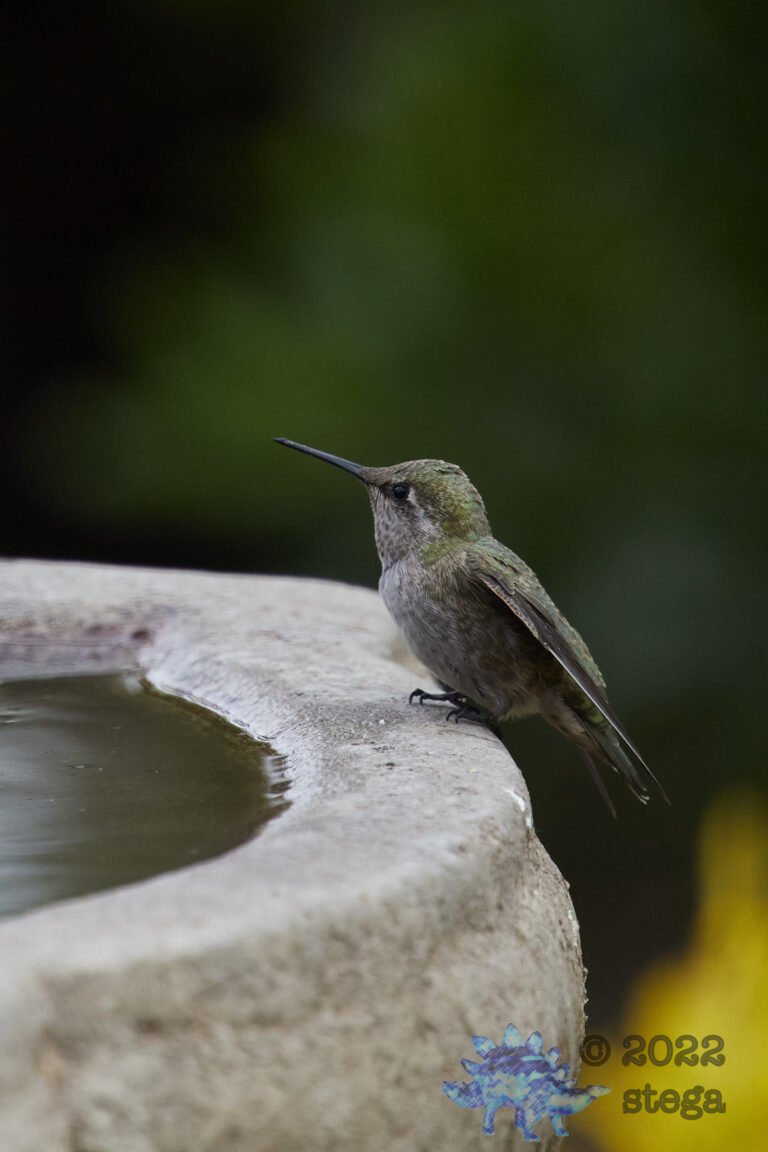 Anna’s Hummingbird