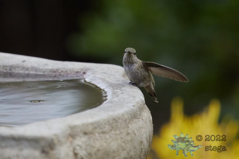 Anna’s Hummingbird
