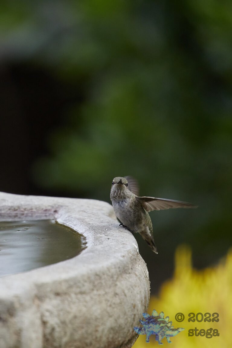 Anna’s Hummingbird: this is the 5000th image posted of life here at the ranch