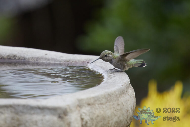 Anna’s Hummingbird