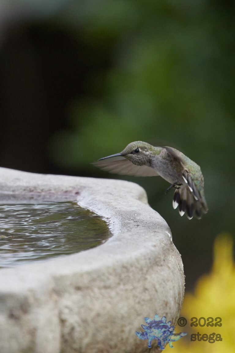 Anna’s Hummingbird