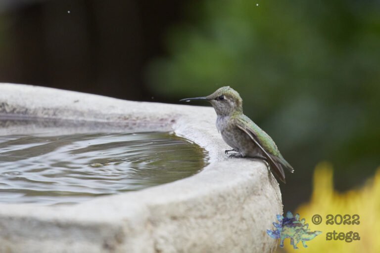 Anna’s Hummingbird