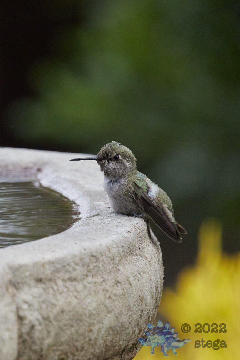 Allen’s Hummingbird