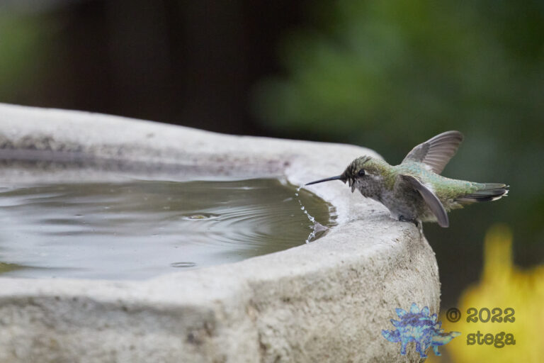 Anna’s Hummingbird