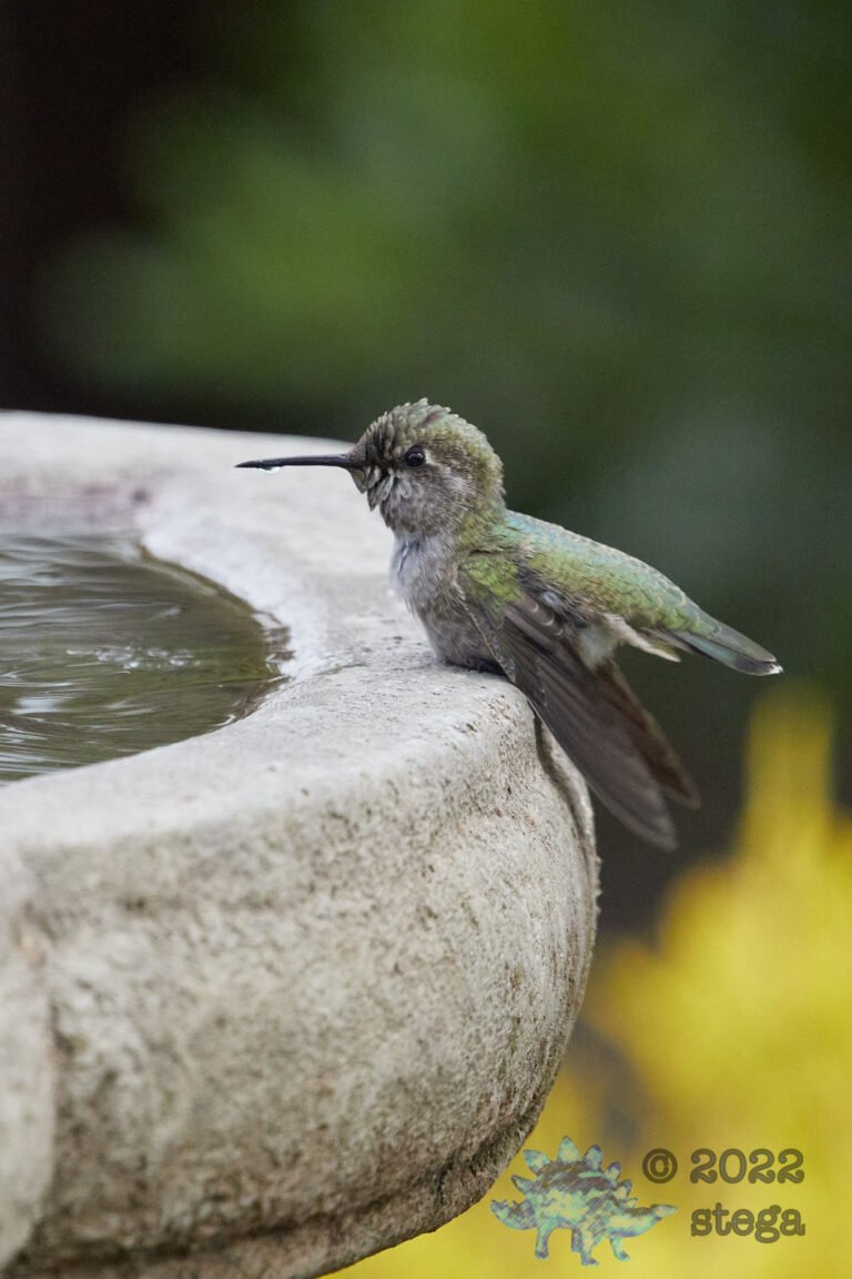 Anna’s Hummingbird