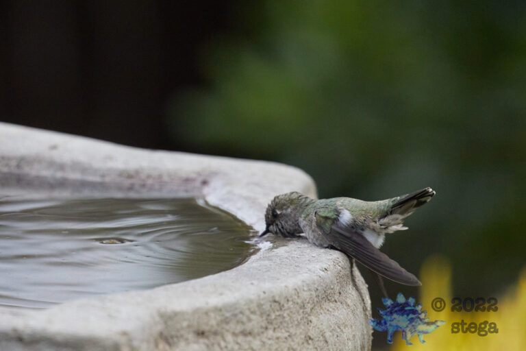 Anna’s Hummingbird