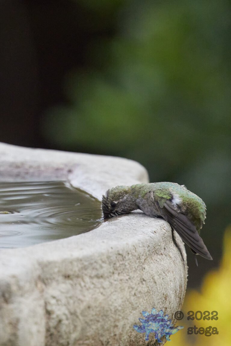 Anna’s Hummingbird