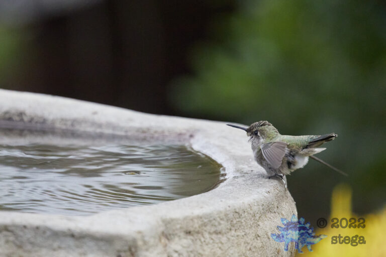 Allen’s Hummingbird