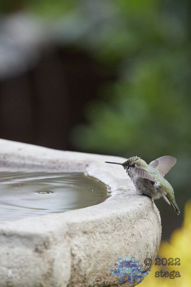 Anna’s Hummingbird