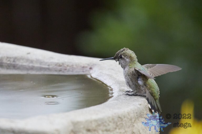 Anna’s Hummingbird